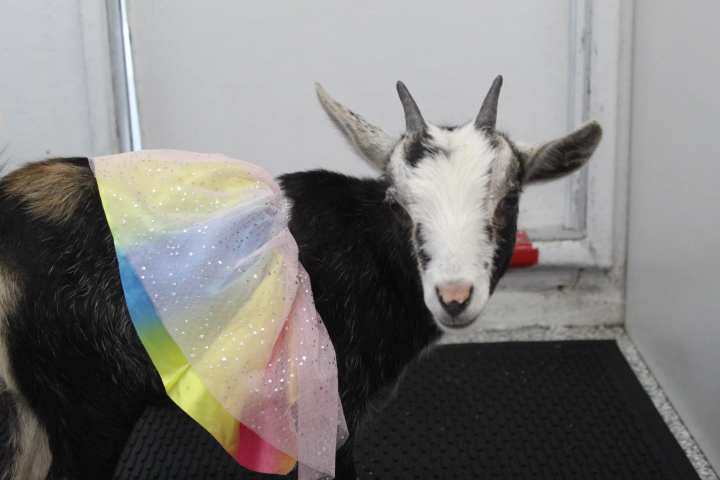 a cow looking at the camera