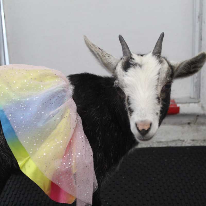 a cow looking at the camera