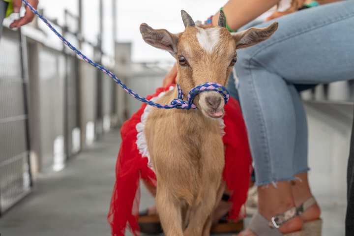 a dog wearing a horse mask posing for the camera