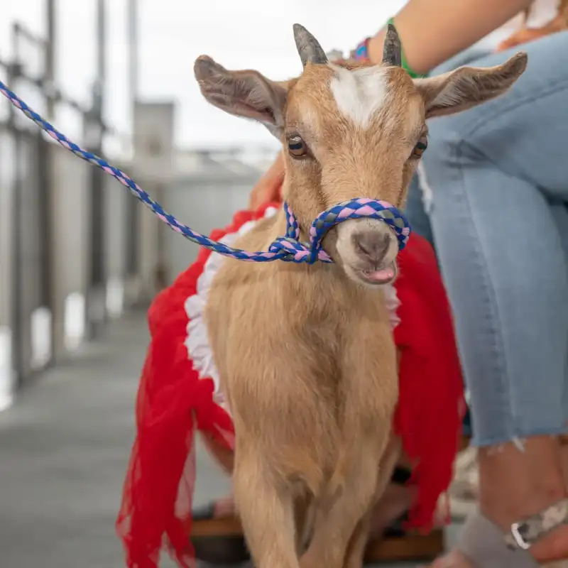 a dog wearing a horse mask posing for the camera