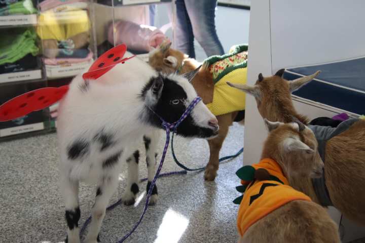 a small dog on a leash