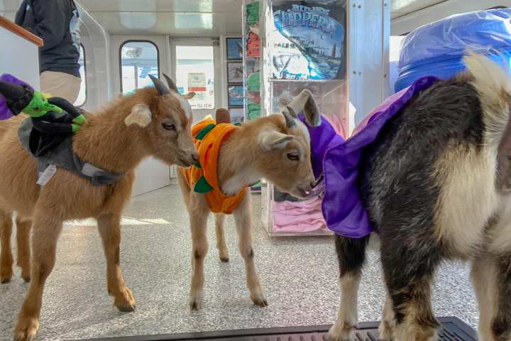 a group of people standing next to a dog