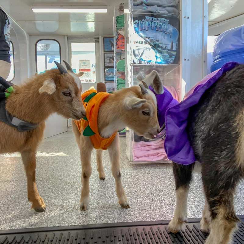 a group of people standing next to a dog