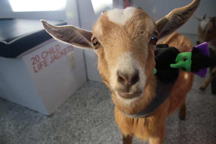 a cow looking at the camera