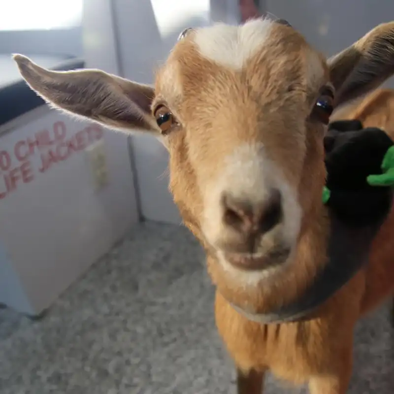 a cow looking at the camera