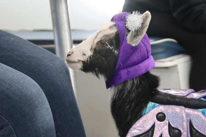 a dog wearing a purple hat