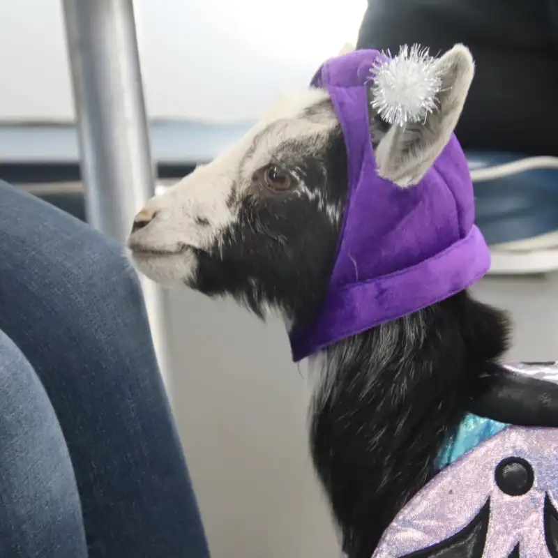 a dog wearing a purple hat