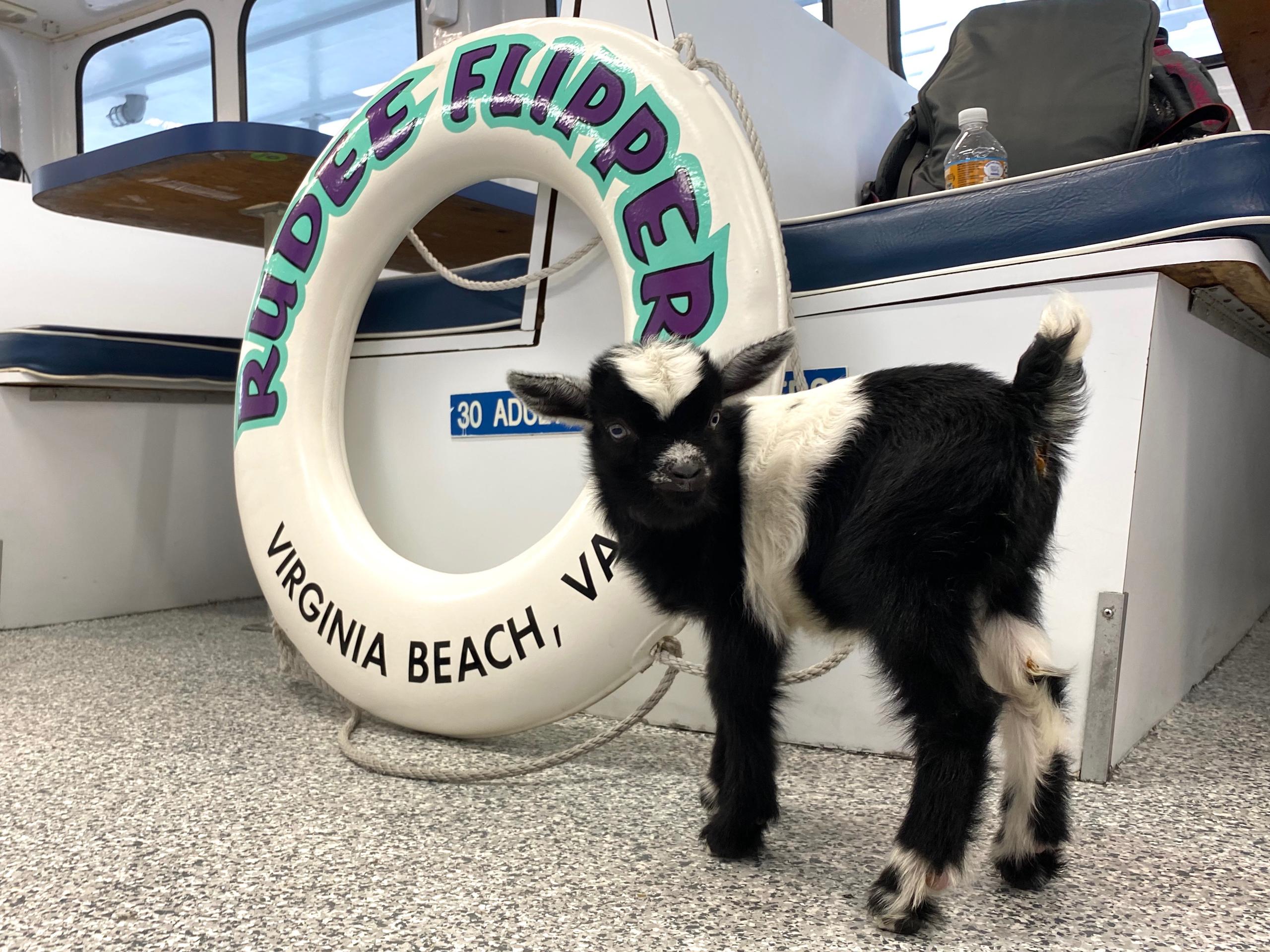 Virginia Beach Boats & Goats Tours | Rudee Tours