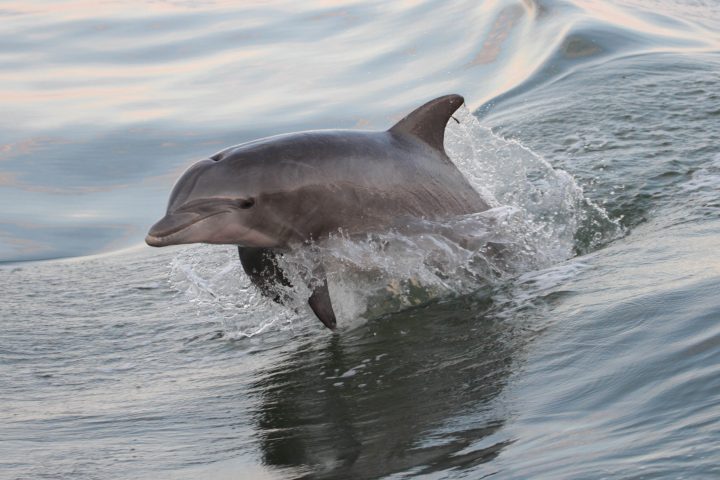 a dolphin jumping out of the water