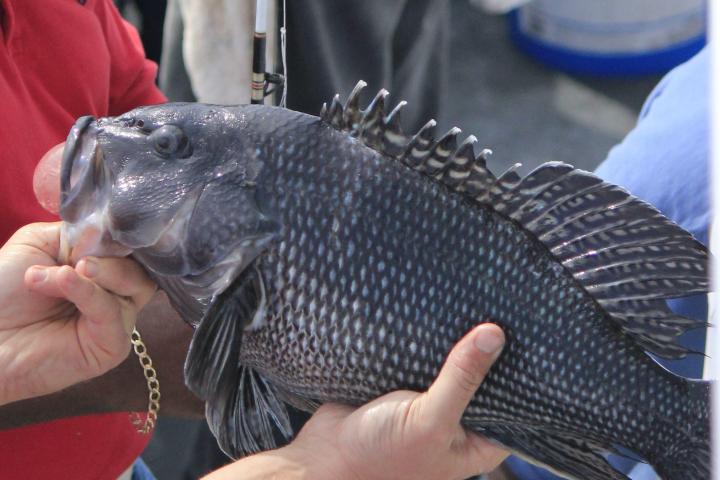a person holding an animal