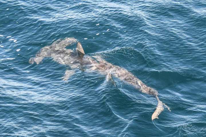 a person riding a wave on a surfboard in the water
