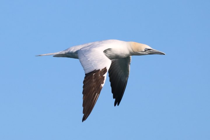 a bird flying in the air