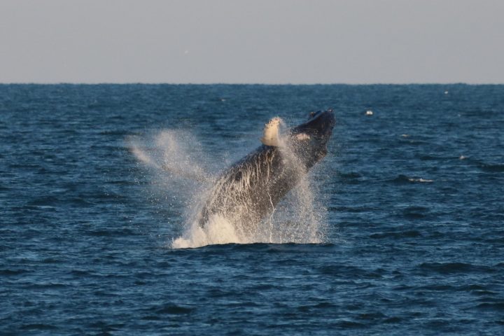 a whale jumping out of the water