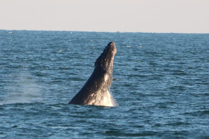 a whale jumping out of the water