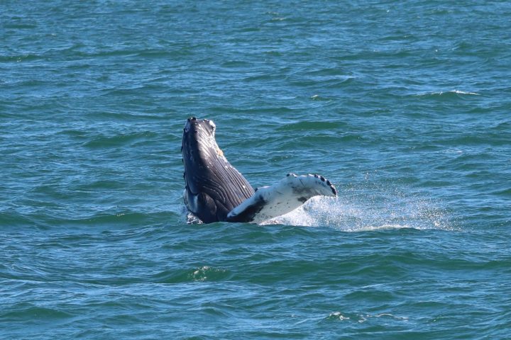 an animal swimming in the water