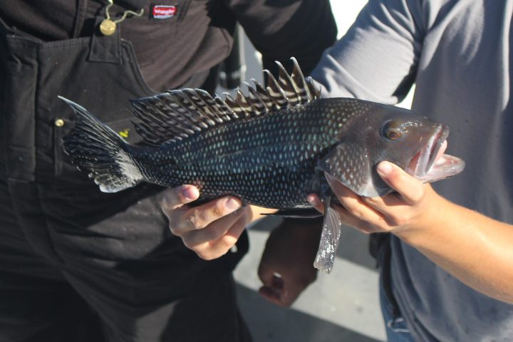 a man holding a fish