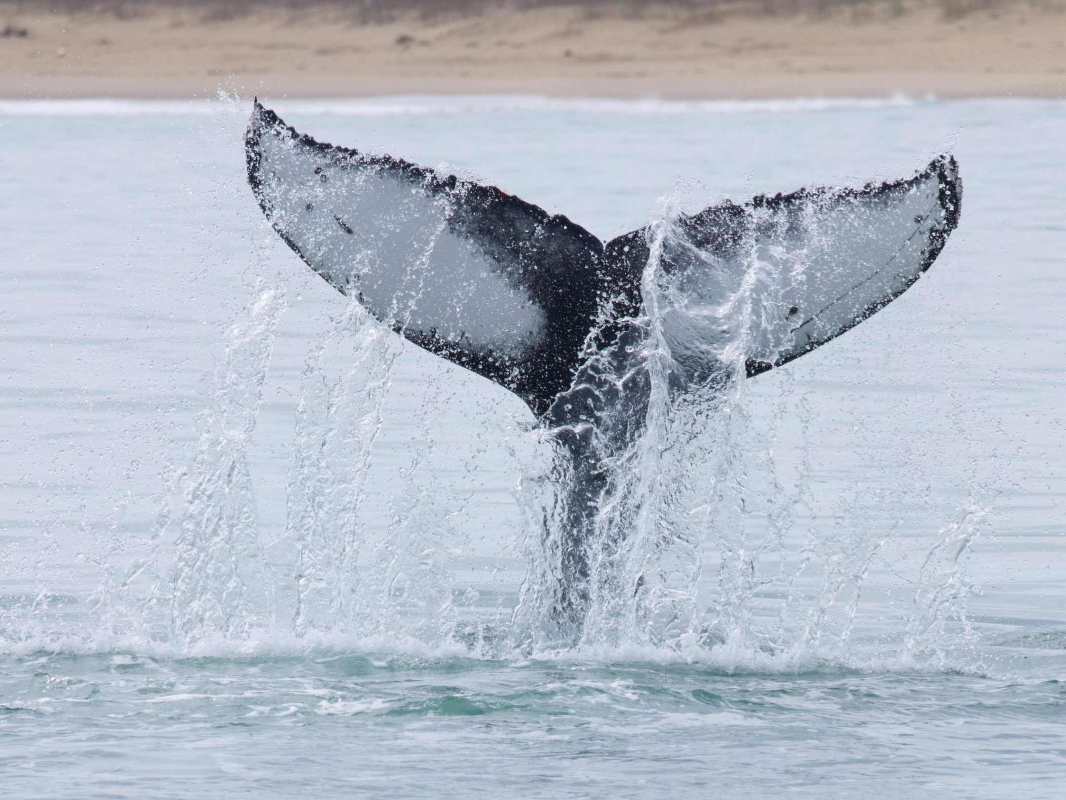 a whale jumping out of the water