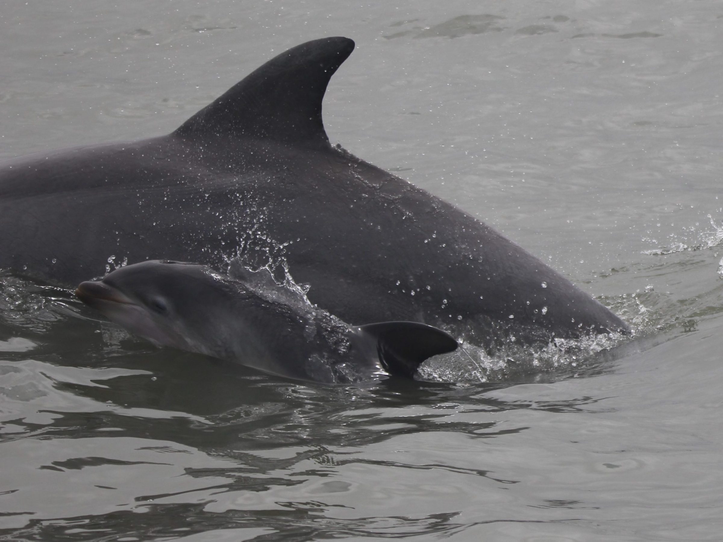 a dolphin swimming in a body of water