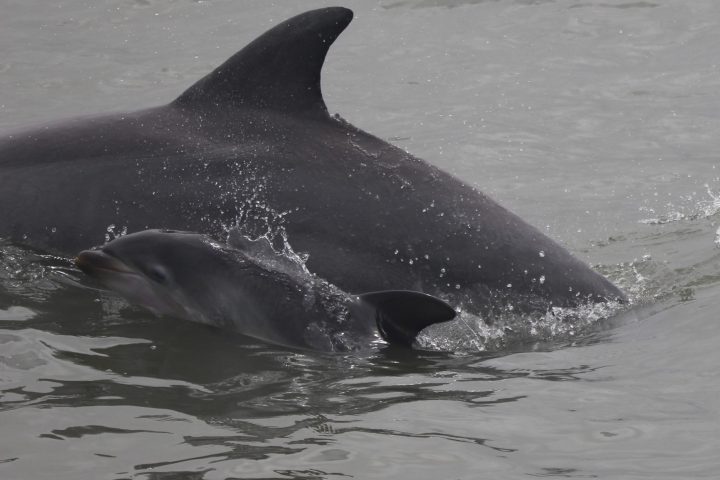 a dolphin swimming in a body of water