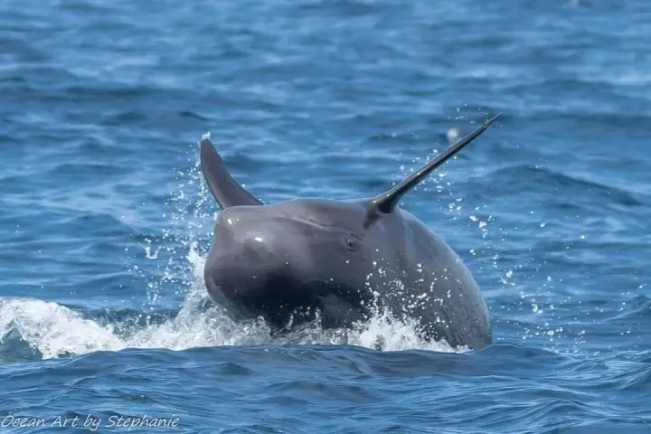 a dolphin jumping out of the water