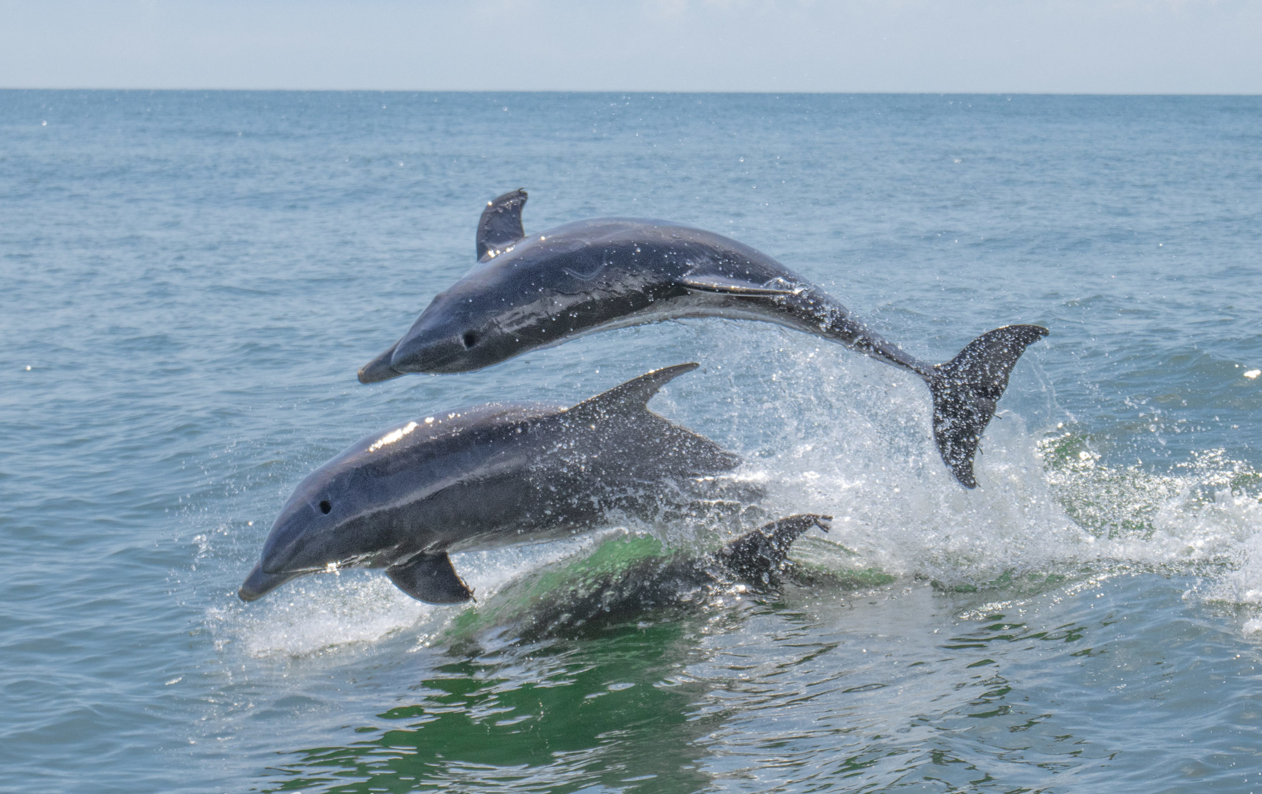 Dolphin Wodge DW-１１７【５９°】KBS TOUR ９０新品 Dolphin Wodge DW-117【59°】KBS TOUR 90新品