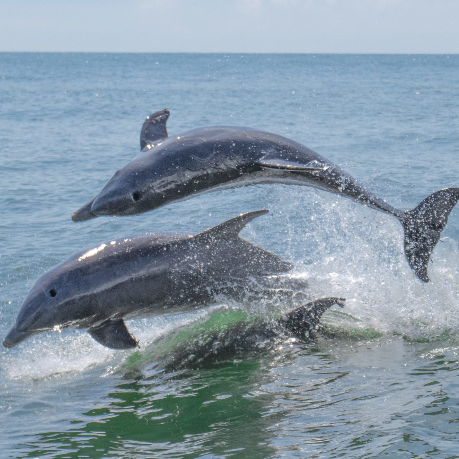 a fish jumping out of the water