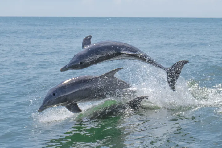 a fish jumping out of the water