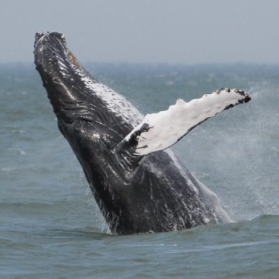 a man riding a wave on top of a body of water