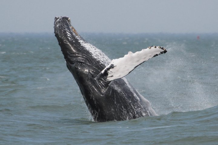a man riding a wave on top of a body of water