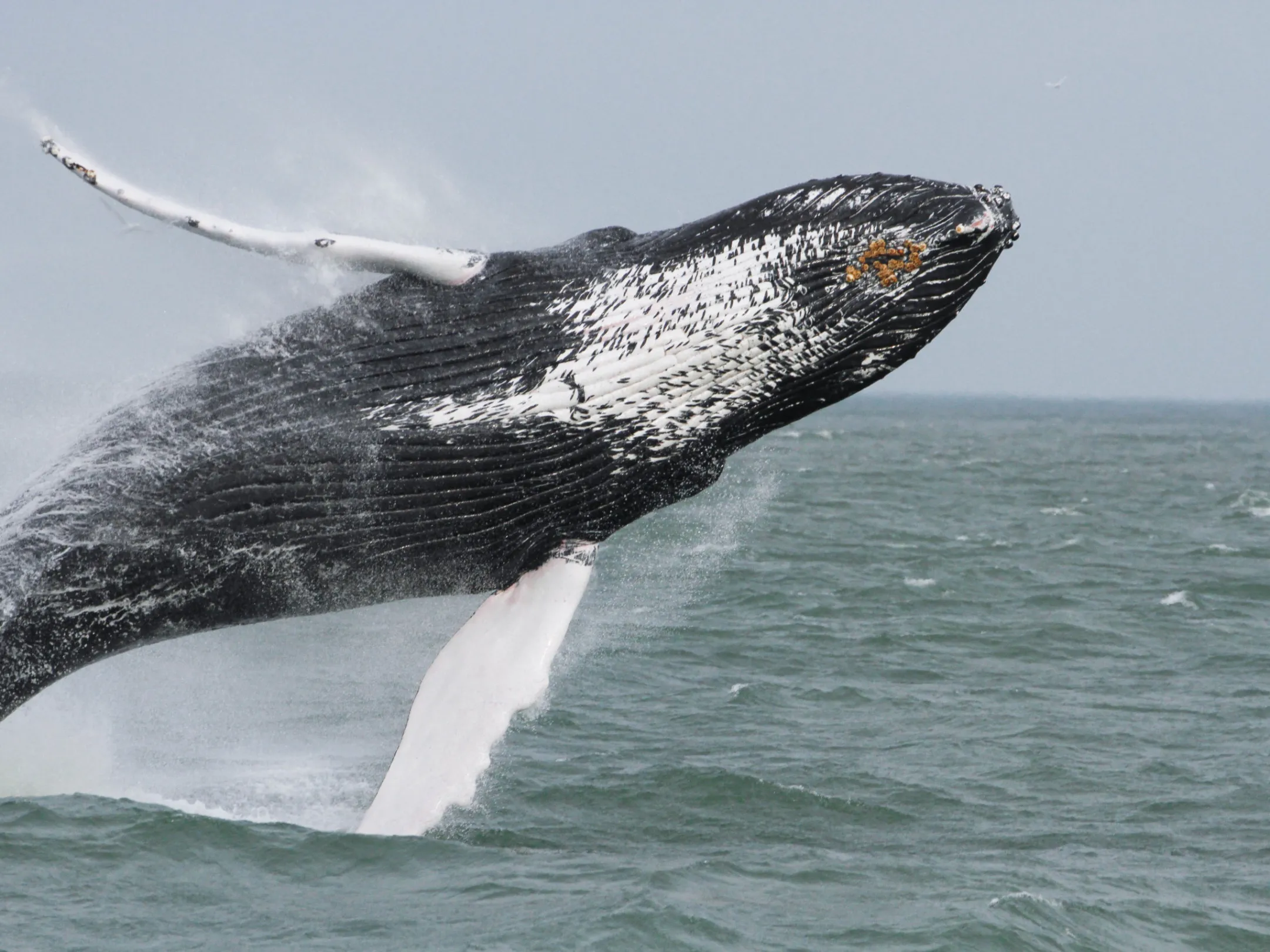 humpback whale breaching