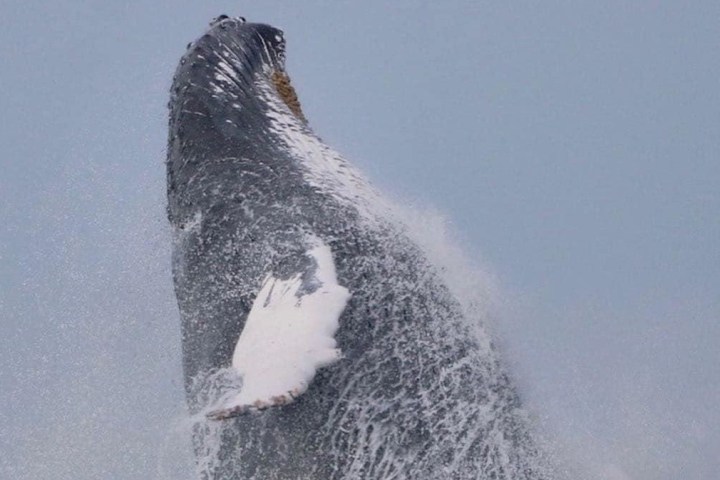 a bird flying over a body of water