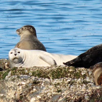 a flock of seagulls standing next to a body of water