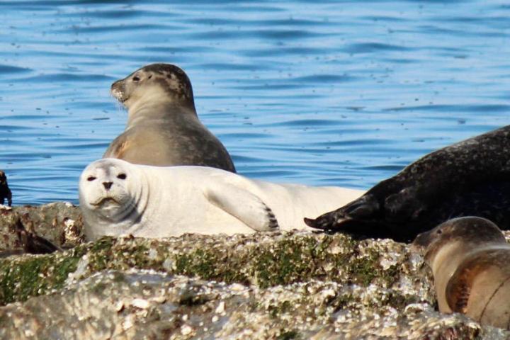 a flock of seagulls standing next to a body of water