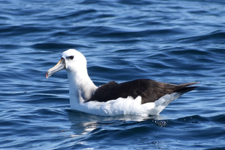 a bird swimming in water next to a body of water