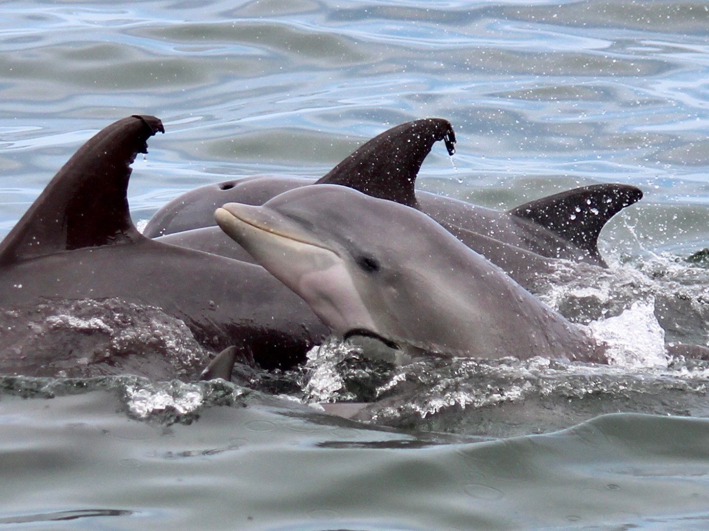 a dolphin jumping out of the water