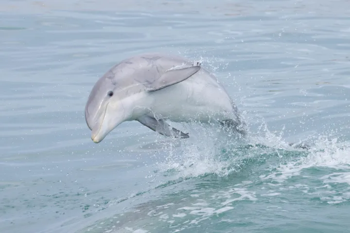 animal on the water