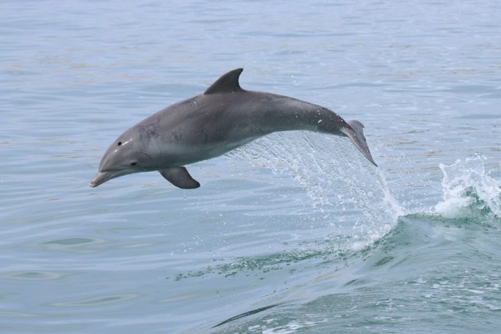 a bird swimming in water next to the ocean
