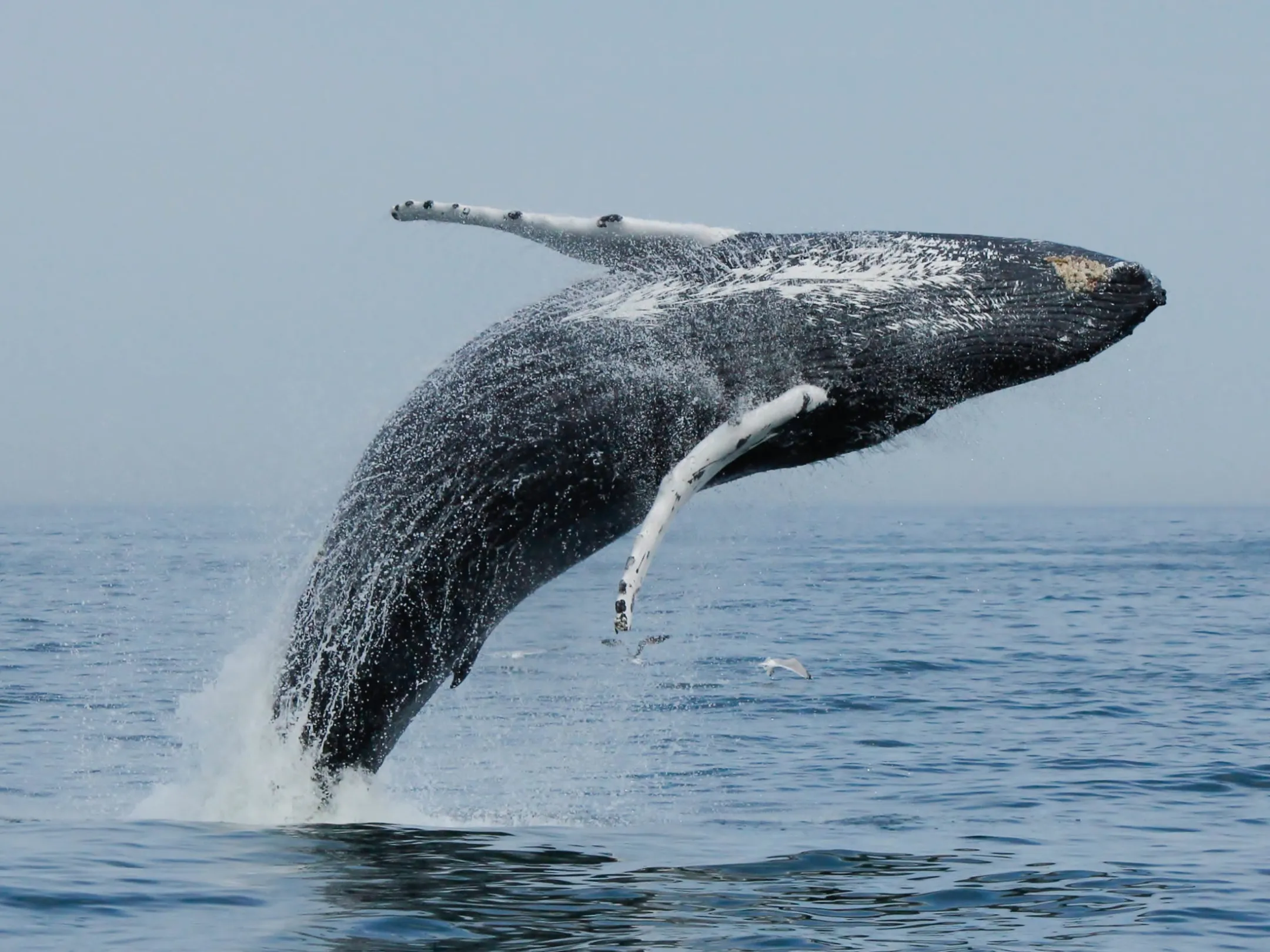 a whale jumping out of the water