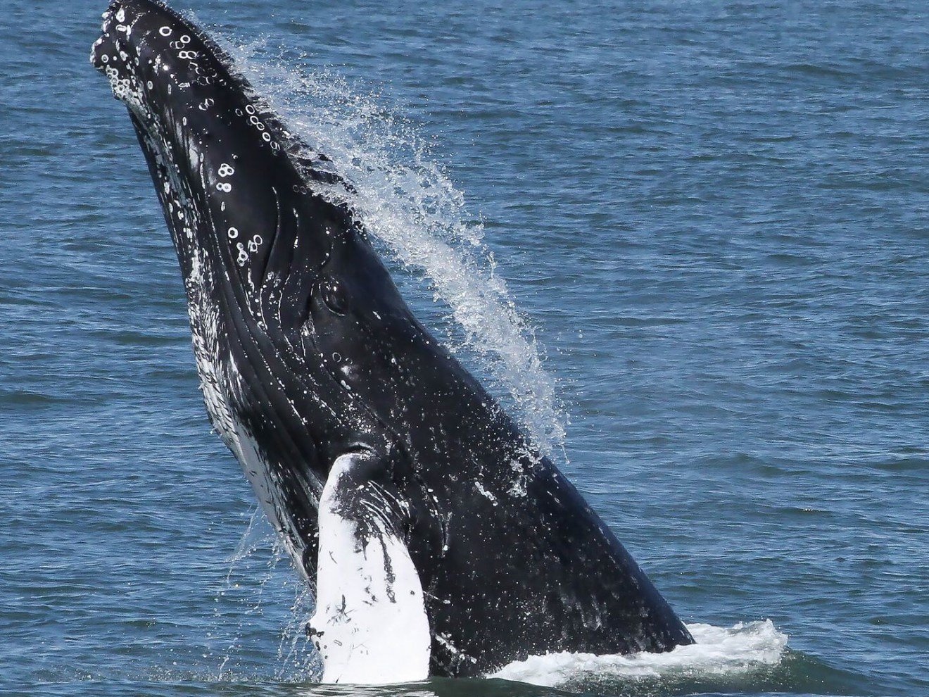 a whale jumping out of the water