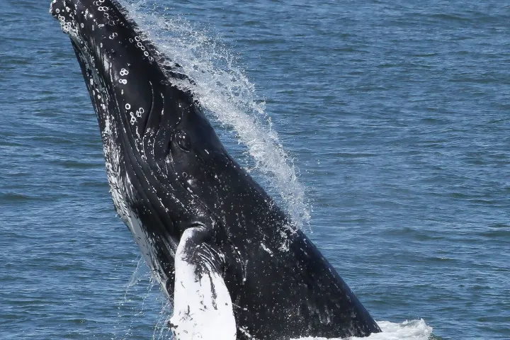 a whale jumping out of the water