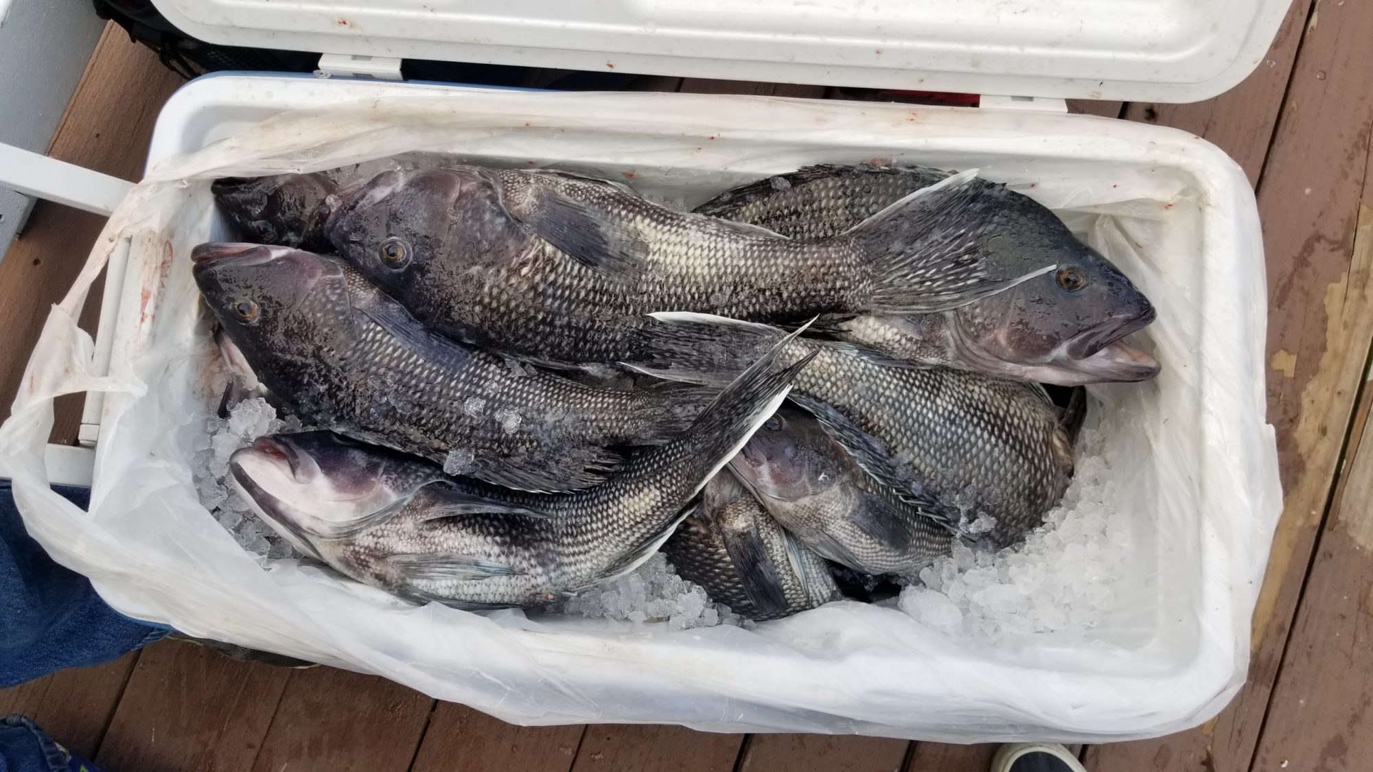 a close up of a fish