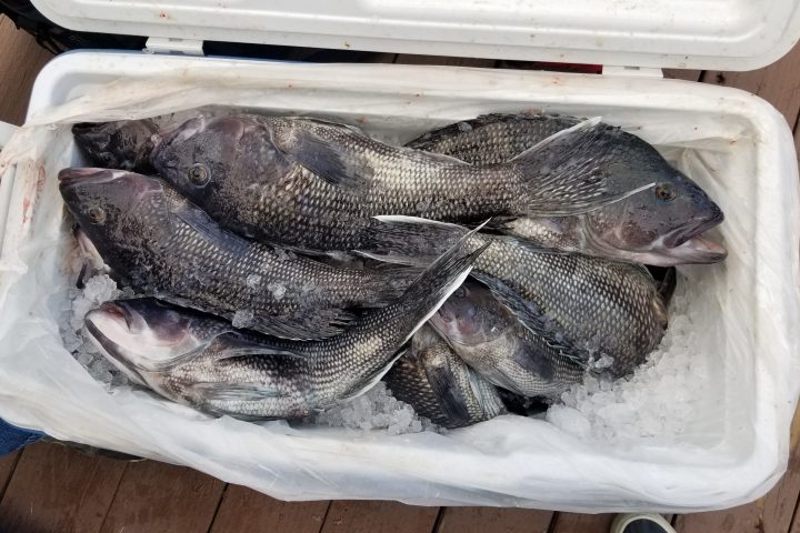 a close up of a fish