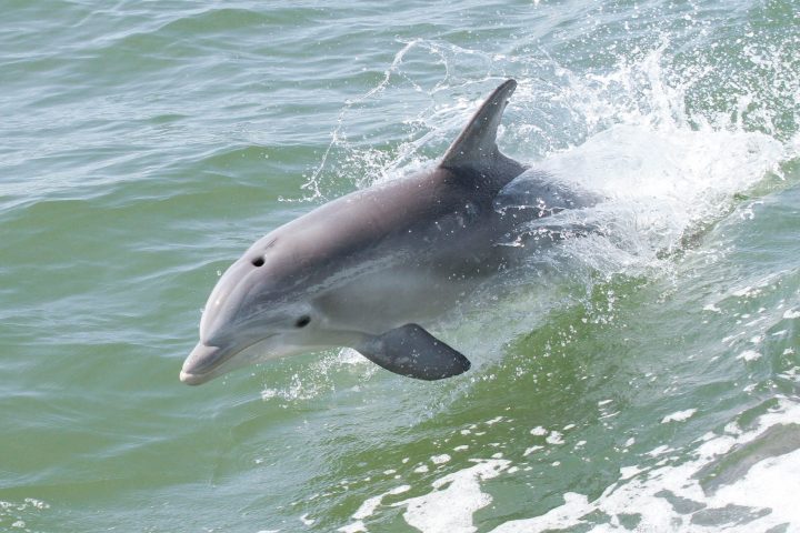 an animal swimming in the water