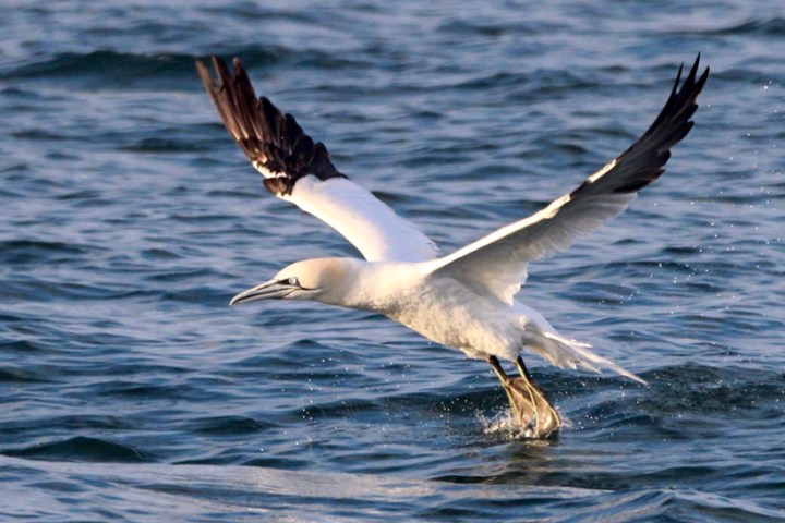a bird flying over a body of water