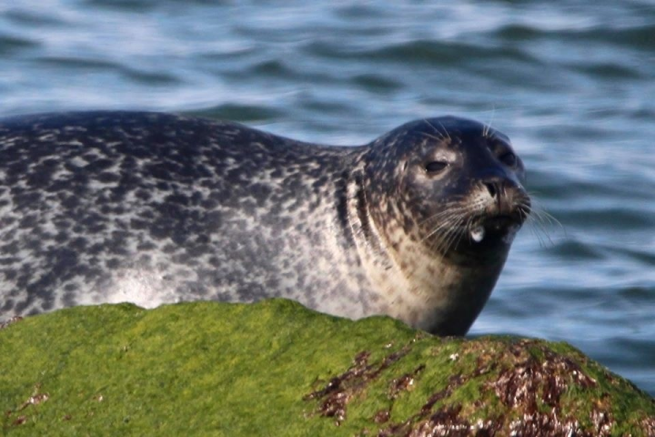 a seal located in a body of water