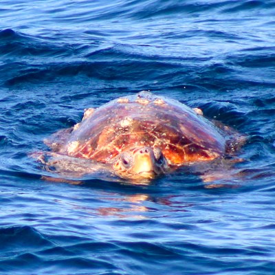 a large body of water