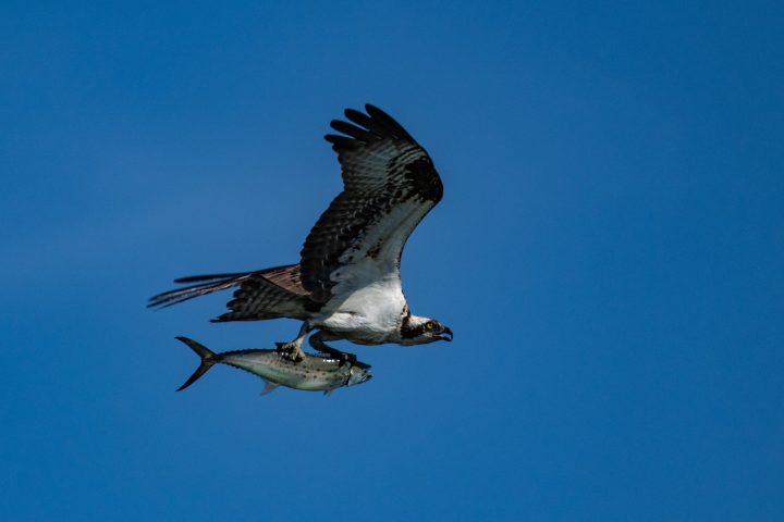 a bird flying in the air