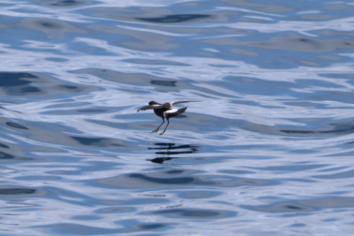 a bird swimming in water