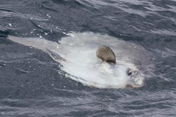 an animal swimming in the water