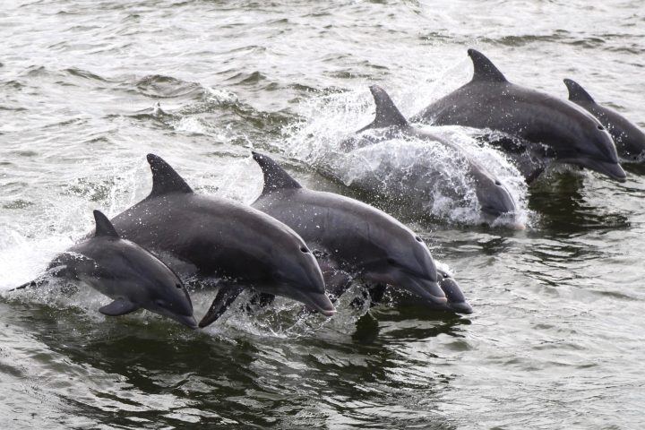 a dolphin swimming in a body of water